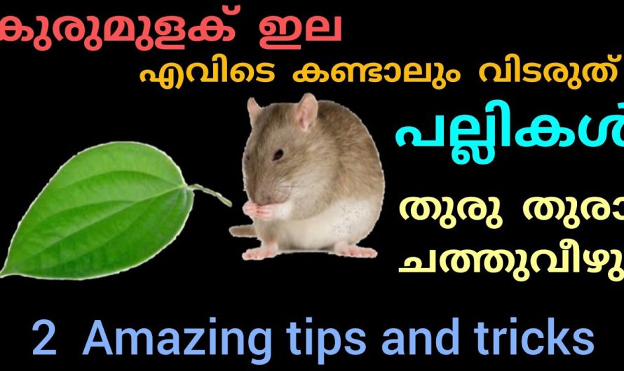 പല്ലികൾ തുരുതുരാ ചത്ത് വീഴാൻ ഒരെണ്ണം മതി കുരുമുളക് ഇല എവിടെ കണ്ടാലും വിടരുത്