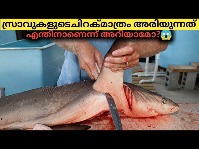 സ്രാവുകളോട് നമ്മൾ മനുഷ്യർ കാണിക്കുന്നക്രൂരത.