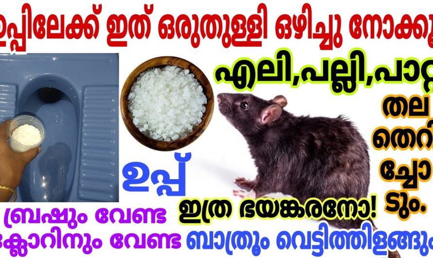 ഒരു സ്പൂൺ ഉപ്പു മതി എലി പല്ലി പാറ്റ കൂട്ടത്തോടെ ചത്തുവീഴും