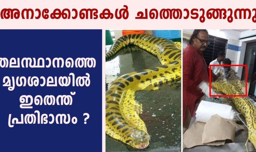 തലസ്ഥാനത്തെ മൃഗശാലയില്‍ ഇതെന്ത് പ്രതിഭാസം