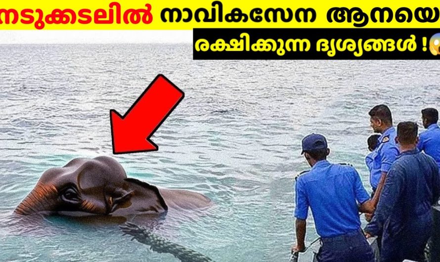 നടുക്കടലിൽ വെച്ച് ആനയെ കണ്ടെത്തിയപ്പോൾ.!😱