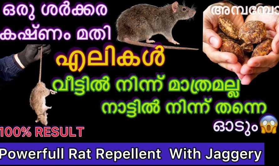 ഒരു ശർക്കര കഷ്ണം മതി 100% എലി പെരുച്ചാഴി വീട്ടിൽ നിന്നും ഒഴിവാക്കാം