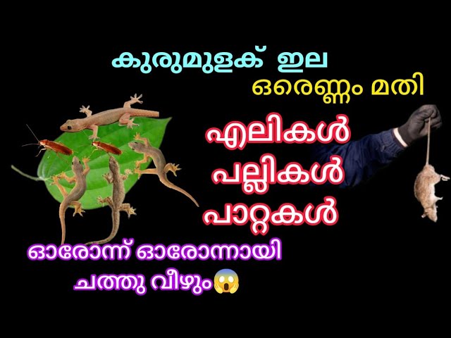 കുരുമുളക് ഇല മതി എലികൾ പല്ലികൾ കൂട്ടംകൂട്ടമായി ചത്തു വീഴും