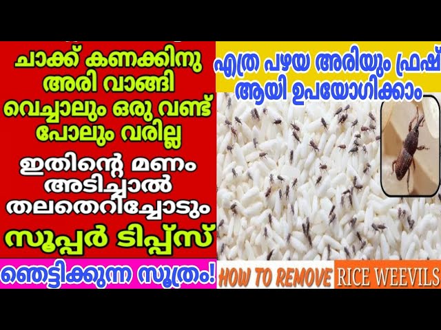 ഒരു തുള്ളി ഒഴിച്ചാൽ അരിയിലും പയറിലും പ്രാണി വരില്ല കിടിലൻ സൂത്രം