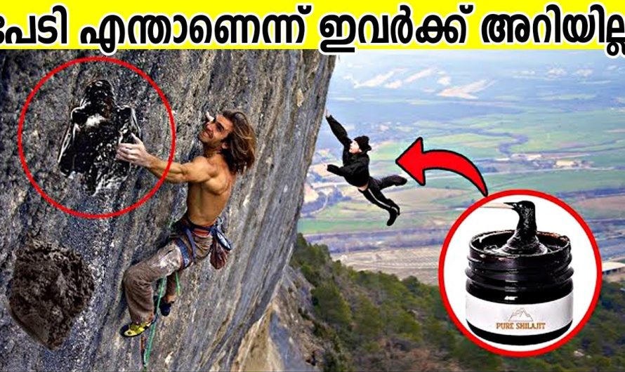 ജീവൻ പണയം വെച്ചു തേൻ എടുക്കാൻ മലമുകളിലേക്ക്