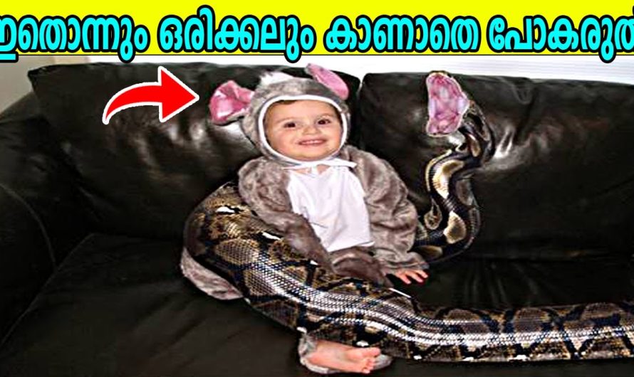 മനുഷ്യന്റെയും വളർത്തുമൃഗങ്ങളുടെയും സ്നേഹബന്ധവും സൗഹൃദവും പറയുന്ന ചില വീഡിയോസ് കാണാം..