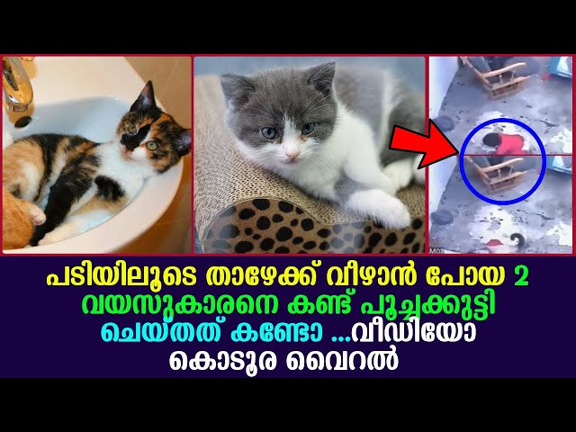 താഴേക്ക് വീഴാൻ പോയ 2 വയസുകാരനെ കണ്ട് പൂച്ചക്കുട്ടി ചെയ്തത് കണ്ടോ