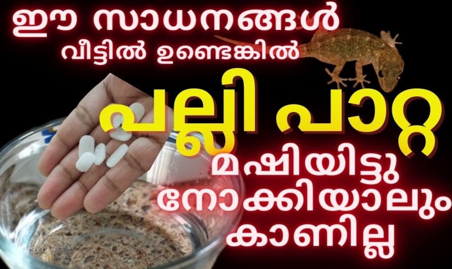 പല്ലി പാറ്റയെ തുരുത്തി ഓടിക്കാൻ ഒരൊറ്റ സ്പ്രേ മതി