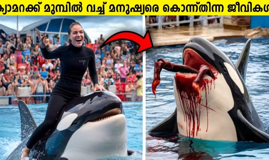 രാക്ഷസ ജീവികളുടെ മുമ്പിൽ വീണ മനുഷ്യർ!😱