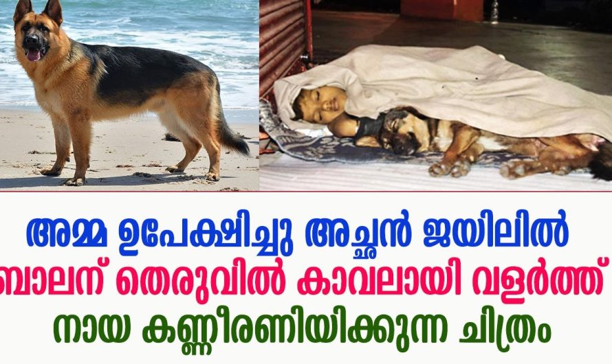 ബാലന് തെരുവിൽ കാവലായി വളർത്ത് നായ കണ്ണീരണിയിക്കുന്ന ചിത്രം !!!