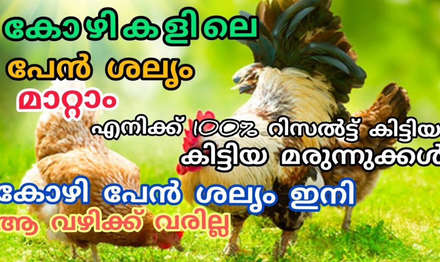 കോഴികളിലെ പേൻ ശലൃം മാറ്റാം||എനിക്ക് 100% റിസൽട്ട് കിട്ടിയ മരുന്നുക്കൾ