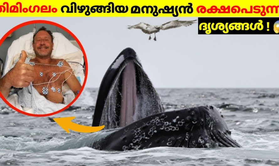 തിമിഗലം വിഴുങ്ങിയ മനുഷ്യൻ രക്ഷപെട്ടത് ഇങ്ങനേ ..😱