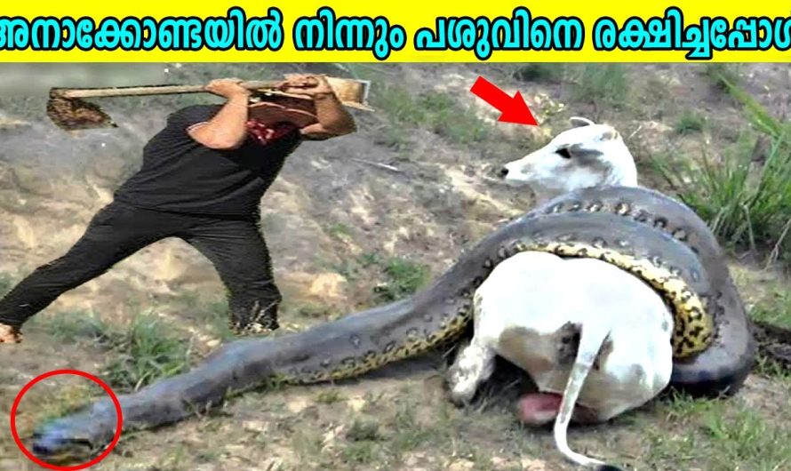 മൃഗങ്ങളെ മനുഷ്യൻ അതി സാഹസികമായിട്ട് രക്ഷിച്ച കഥകളെ കുറിച്ച് കാണാം…