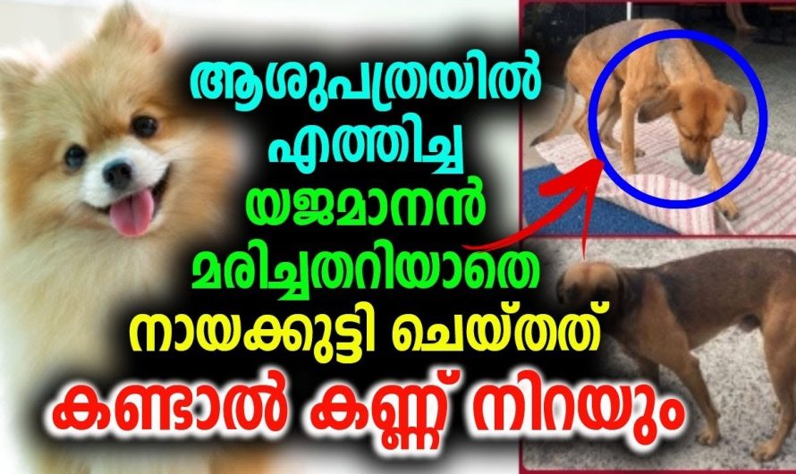 യജമാനൻ മരിച്ചതറിയാതെ നായക്കുട്ടി ചെയ്തത് കണ്ടാൽ കണ്ണ് നിറയും !!!!!!