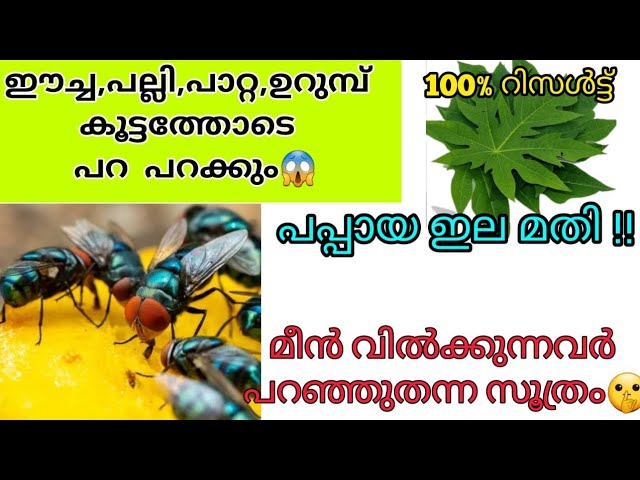 പപ്പായ ഇല മതി ഈച്ച പല്ലി പാറ്റ ഉറുമ്പ് കൂട്ടത്തോടെ ഓടിക്കാം