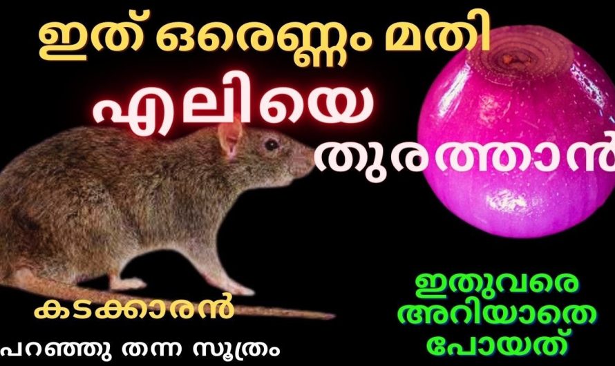 100%ഇത് ഒരെണ്ണം മതി എലിയെ തുരുത്തി ഓടിക്കാൻഎലികൾ തലതെറിച്ചോടും കടക്കാരൻചെയ്യുന്നത്