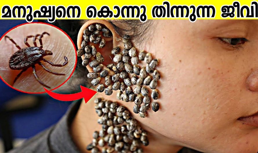 ലോകത്ത് ഇതുവരെ കണ്ടെത്തിയിട്ടുള്ളതിൽ വച്ച് ഏറ്റവും വലിയ 10 പ്രാണികൾ