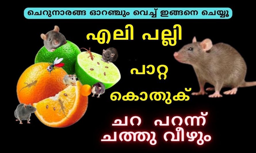 ചെറുനാരങ്ങ ഓറഞ്ചും ഇങ്ങനെ ചെയ്യൂഎലി പല്ലികൊതുക് തുരുത്തി ഓടിക്കാം