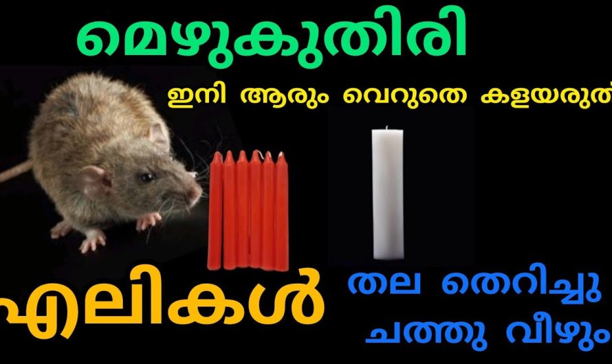 എലികൾ തല തെറിച്ചു ചത്തു വീഴും മെഴുകുതിരി ഒരു കഷണം മാത്രം മതി