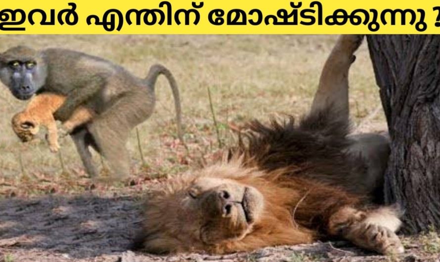 വിചിത്രമായി കാര്യങ്ങൾ ചെയ്യുന്ന മൃഗങ്ങൾ😳