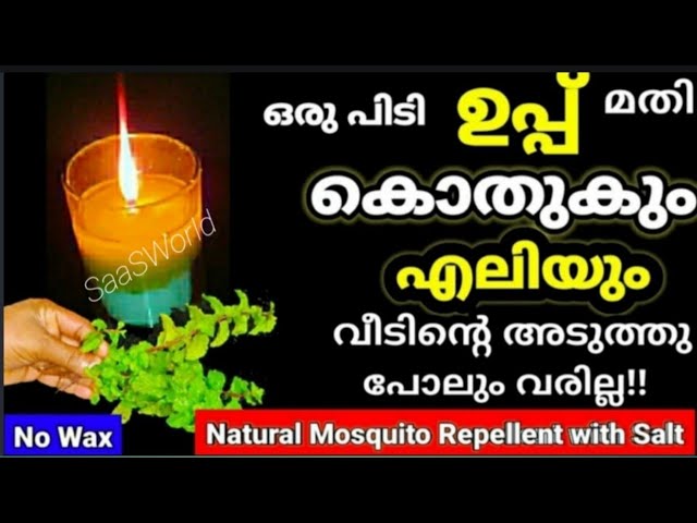 ഒരു തവണ ഉണ്ടാക്കിയാൽ ഒരു മാസം ഉപയോഗിയ്ക്കാം, കൊതുകും എലിയും ഇനി വീടിന്റെ അടുത്തു വരില്ല