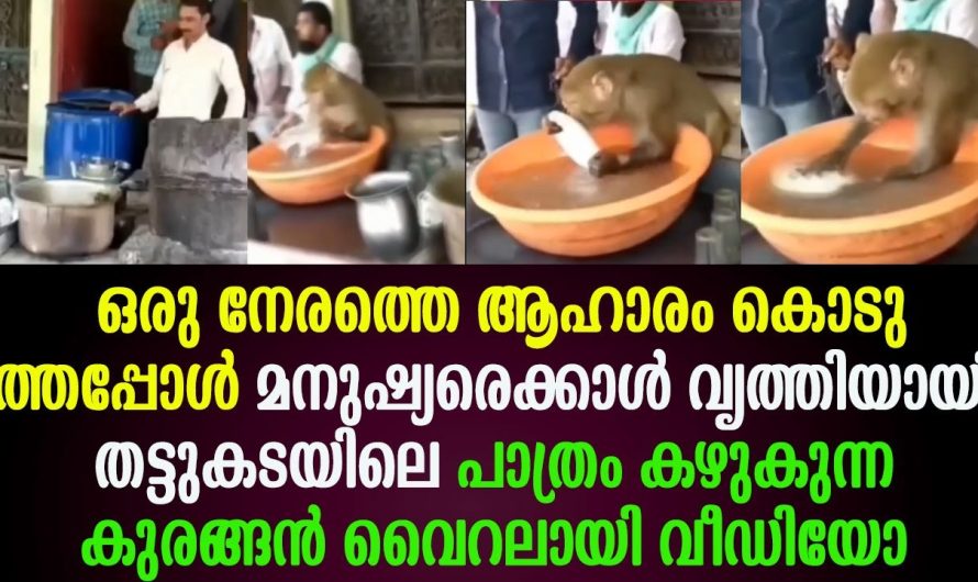 മനുഷ്യരെക്കാൾ വൃത്തിയായി തട്ടുകടയിലെ പാത്രം കഴുകുന്ന കുരങ്ങൻ വൈറലായി വീഡിയോ !!!