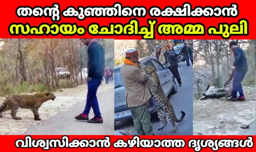 തൻ്റെ കുഞ്ഞിനെ രക്ഷിക്കാൻ മനുഷ്യരുടെ സഹായം ചോദിച്ചപ്പോൾ ..🥺