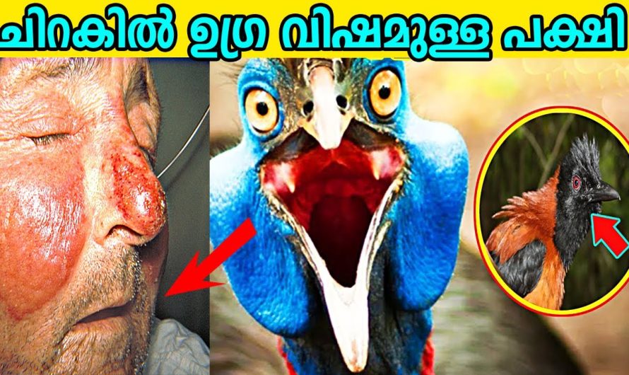 മനുഷ്യൻമാർക്ക് പോലും ഭീഷണിയായി മാറുന്ന 10 പക്ഷികളെ കുറിച്ച് മനസ്സിലാക്കാം..