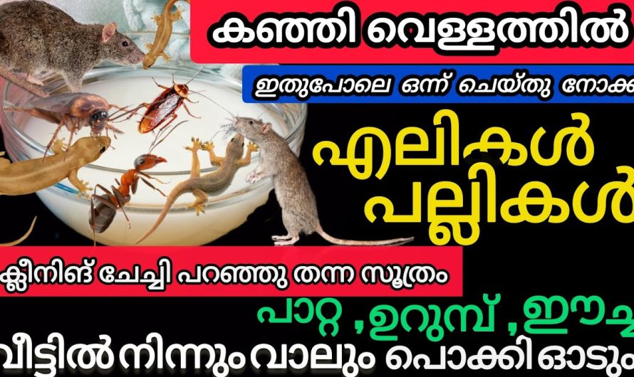 എലികൾ പല്ലികൾ ഷോക്കടിച്ചത് പോലെ ചത്തു വീഴും|കഞ്ഞിവെള്ളത്തിൽ ഇങ്ങനെ ഒന്ന് ചെയ്തപ്പോൾ