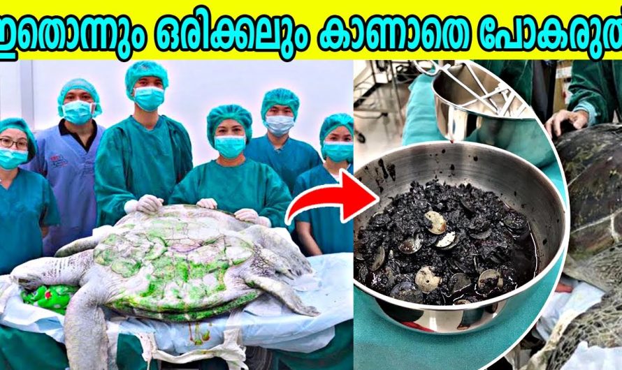 ആമയ്ക്കുള്ളിൽ ഇത് കണ്ടെത്തിയതിൽ ഡോക്ടർമാർ അത്ഭുതപ്പെട്ടു