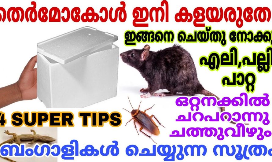 ബംഗാളികൾ ചെയ്യുന്നസൂത്രം എലി പല്ലി പാറ്റ കൂട്ടത്തോടെ ചത്തുവീഴും