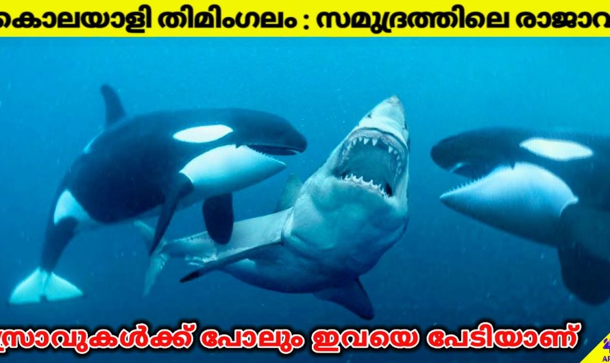 കൊലയാളി തിമിംഗലം – ലോകത്തിലെ ഏറ്റവും അപകടകാരിയായ സമുദ്ര ജീവി