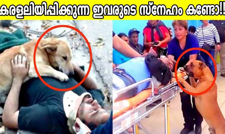 വളർത്തു മൃഗങ്ങളുടെയും യജമാനന്റെയും സ്നേഹം പറയുന്ന വീഡിയോ കാണാം..