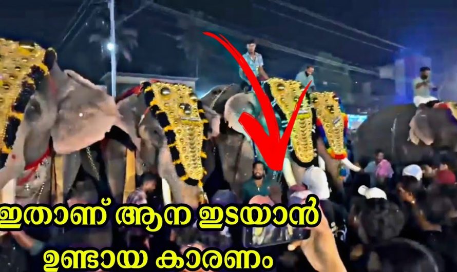 ആന ഇടയാൻ ഉണ്ടായ കാരണം ഇതാ