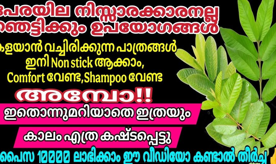 പേര മരം വീട്ടിലുണ്ടോ ? ഇല മുതൽ വേര് വരെ അറിയാതെപോയ ഉപയോഗങ്ങൾ