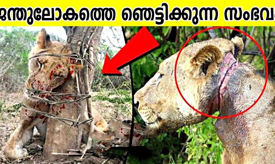 തെറ്റായ പക്ഷികളുമായി ഇടപഴകിയ 10 തവണ മൃഗങ്ങൾ.