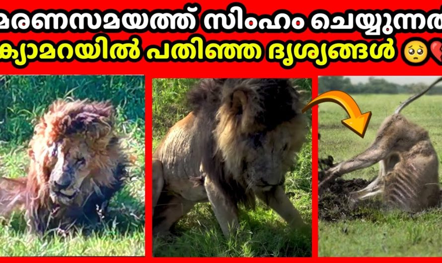 പുറത്താക്കിയ സിംഹങ്ങളുടെ അവസാന നിമിഷങ്ങൾ ഇങ്ങനെയാണ്..🥺💔