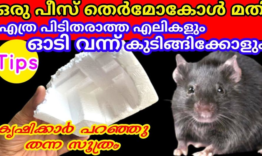 എലികളെ കുടുക്കാൻ വെറും തെർമോകോൾ മതി അവ പിന്നെ പറ പറക്കും