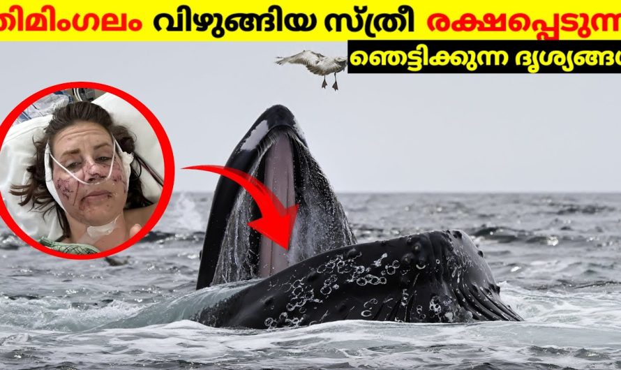 തിമിംഗലം വിഴുങ്ങിയ സ്ത്രീ രക്ഷപ്പെടുന്ന ദൃശ്യങ്ങൾ..!😱