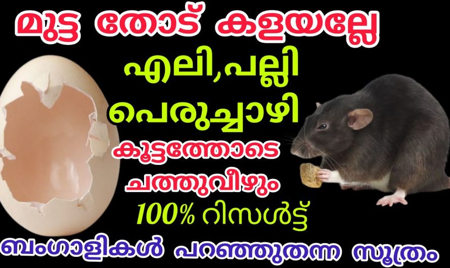 എലി പല്ലി പെരുച്ചാഴി കൂട്ടം കൂട്ടമായി ചത്തൊടുങ്ങാൻ 100%റിസൽട്ട് ബംഗാളികളുടെ സൂത്രം