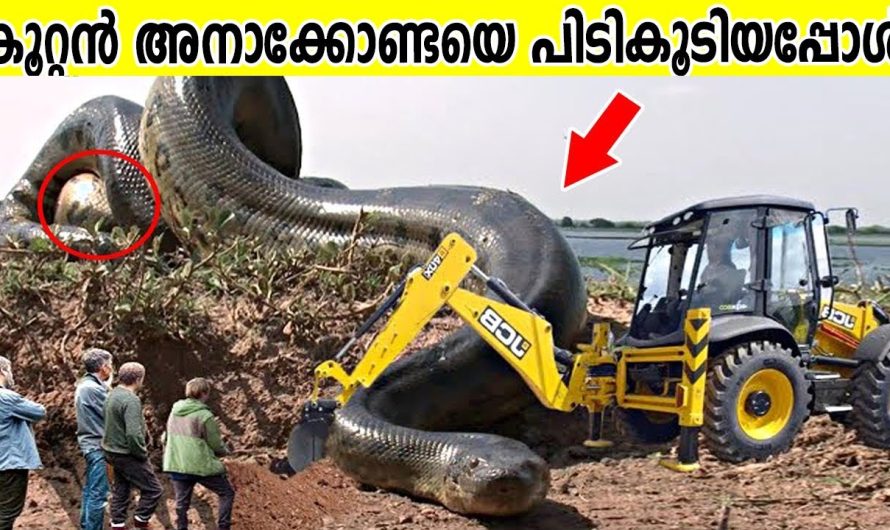 തെറ്റായ എതിരാളിയുമായി ഇടപഴകിയ മൃഗങ്ങൾ