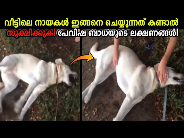 വീട്ടിലെ നായകളെ സൂക്ഷിക്കുക!