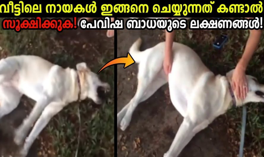 വീട്ടിലെ നായകളെ സൂക്ഷിക്കുക!