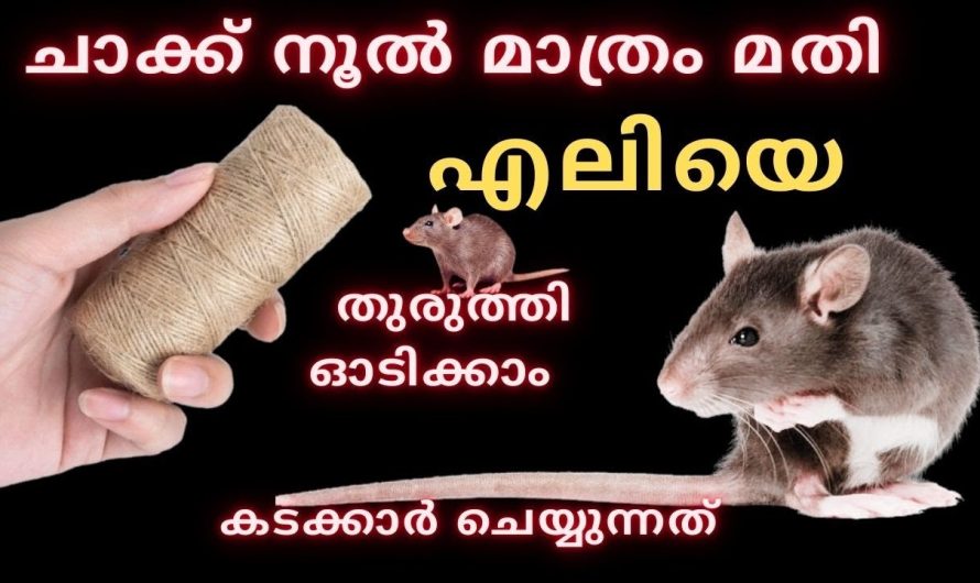 ചാക്ക് നൂൽ മാത്രം മതി എലിയെ തുരുത്തി ഓടിക്കാംകടക്കാർ ചെയ്യുന്നത്