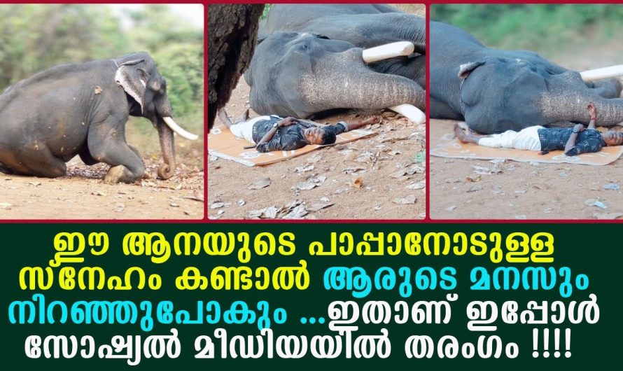 ഈ ആനയുടെ പാപ്പാനോടുള്ള സ്നേഹം കണ്ടാൽ ആരുടെ മനസും നിറഞ്ഞുപോകും !!!!