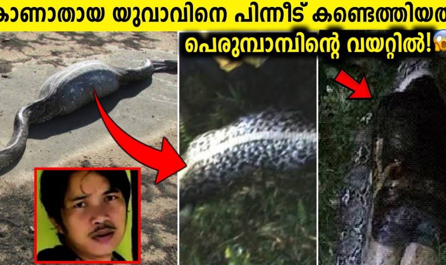 സംശയം തോന്നി പെരുമ്പാമ്പിനെ കീറി നോക്കിയപ്പോൾ!