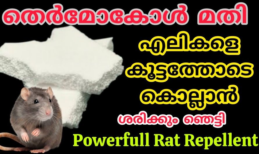 തെർമോകോൾ മതി എലികളെ കൂട്ടമായി കൊല്ലാൻ ഇങ്ങനെ ചെയ്തുനോക്കൂ ശരിക്കുംഞെട്ടി