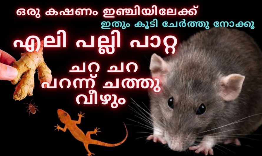 ക്ലീനിങ് ചേച്ചി പറഞ്ഞ തന്ന സൂത്രം എലികൾ പല്ലികൾ ഇനി ചറപറാന്ന് ചത്തു വീഴും