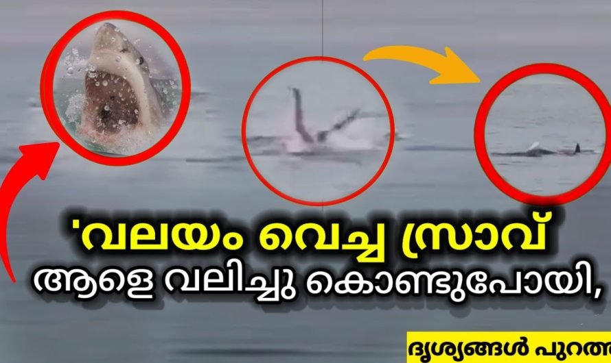 “നിലവിളി കേട്ടാണ് ആളുകൾ ശ്രദ്ധിക്കുന്നത് 🥺പക്ഷേ രക്ഷിക്കാൻ കഴിഞ്ഞില്ല