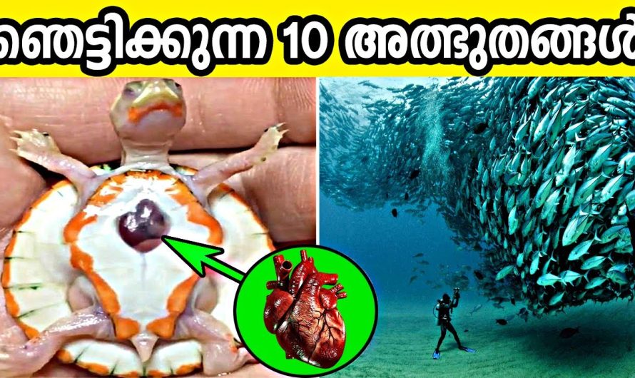 നിങ്ങളെ ഞെട്ടിക്കുന്ന 10 അത്ഭുതങ്ങൾ